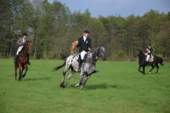 Za lisią kitą (zdjęcia)