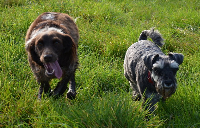 Za lisią kitą (zdjęcia)