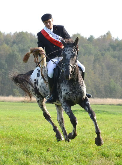 Za lisią kitą (zdjęcia)