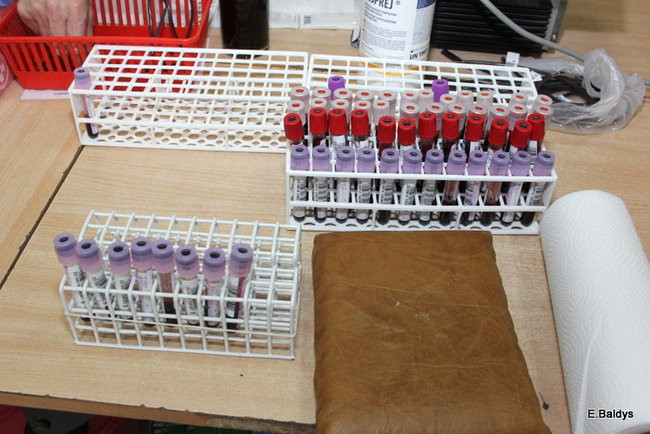 Oddali ponad 18 litrów krwi (zdjęcia)