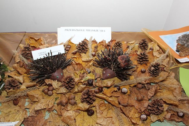 Jeże jak się patrzy (zdjęcia)