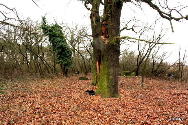 Posprzątali cmentarz ewangelicki (zdjęcia)