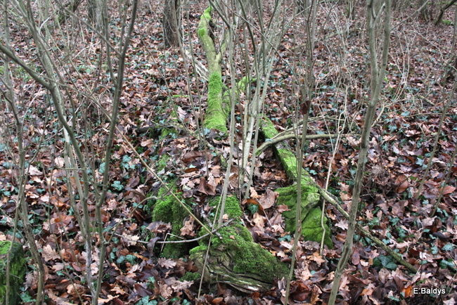Posprzątali cmentarz ewangelicki (zdjęcia)
