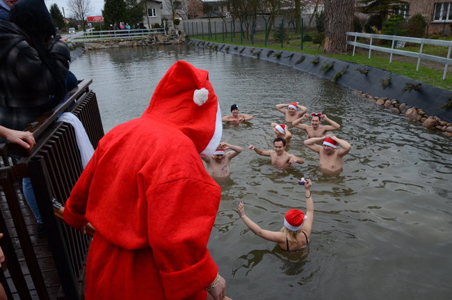 Wigilijny karp na obrusie w stawie (zdjęcia)