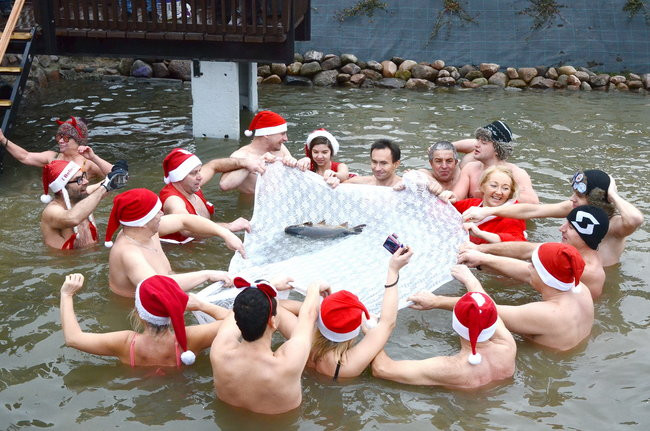 Wigilijny karp na obrusie w stawie (zdjęcia)