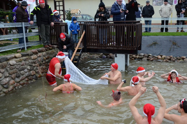 Wigilijny karp na obrusie w stawie (zdjęcia)