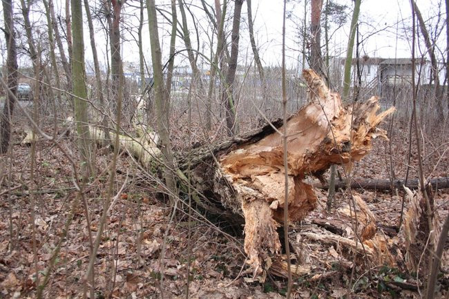 Park 1000-lecia zdemolowany (zdjęcia)