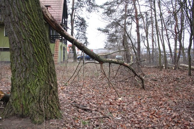 Park 1000-lecia zdemolowany (zdjęcia)