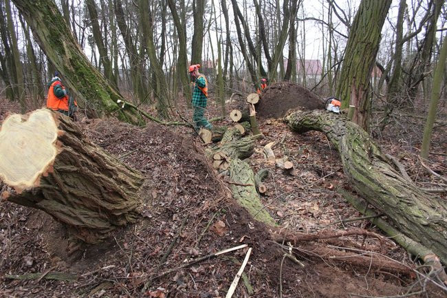 Park 1000-lecia zdemolowany (zdjęcia)