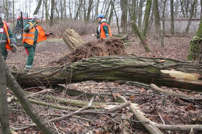 Park 1000-lecia zdemolowany (zdjęcia)