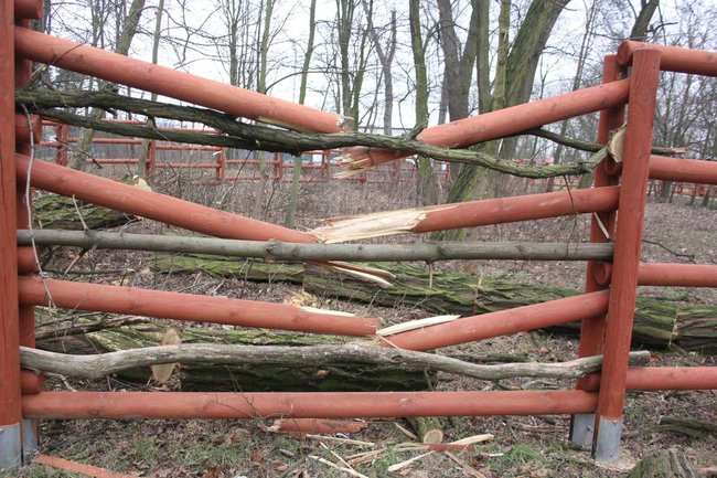 Park 1000-lecia zdemolowany (zdjęcia)