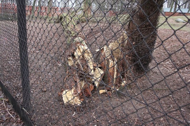 Park 1000-lecia zdemolowany (zdjęcia)