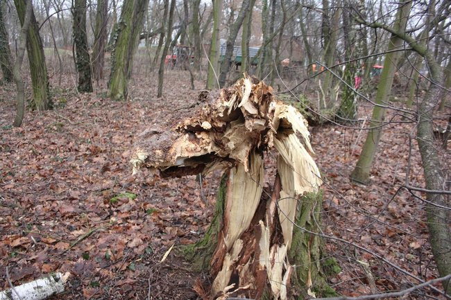 Park 1000-lecia zdemolowany (zdjęcia)