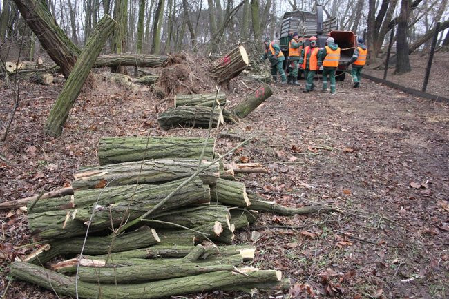 Park 1000-lecia zdemolowany (zdjęcia)