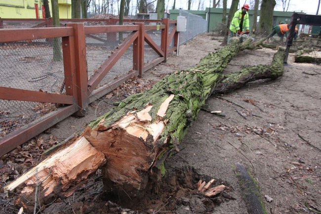 Park 1000-lecia zdemolowany (zdjęcia)