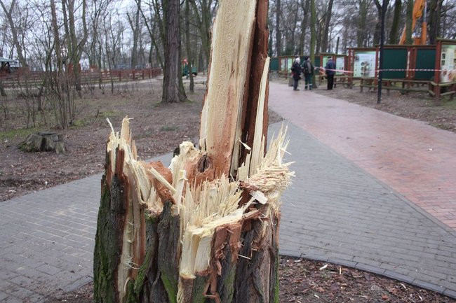 Park 1000-lecia zdemolowany (zdjęcia)