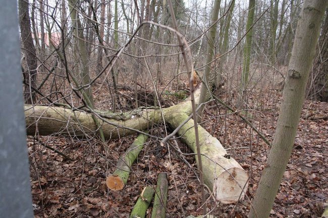 Park 1000-lecia zdemolowany (zdjęcia)