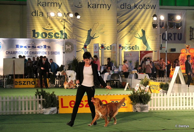 Pies gończy polski championem wystawy w Trapezie (zdjęcia)