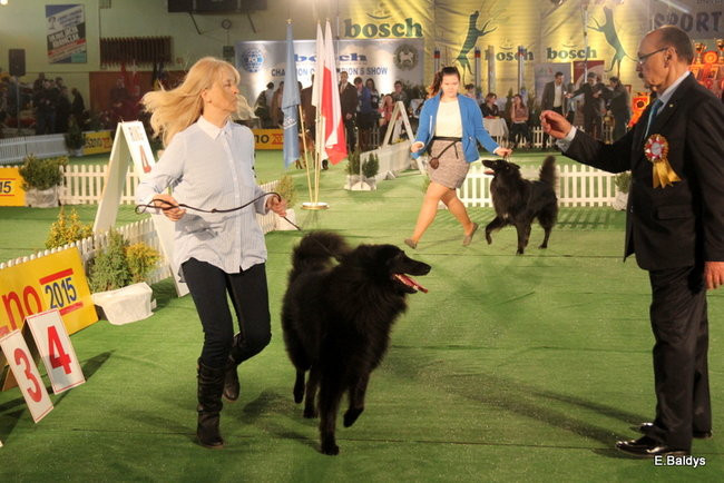 Pies gończy polski championem wystawy w Trapezie (zdjęcia)