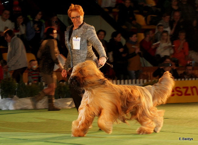 Pies gończy polski championem wystawy w Trapezie (zdjęcia)