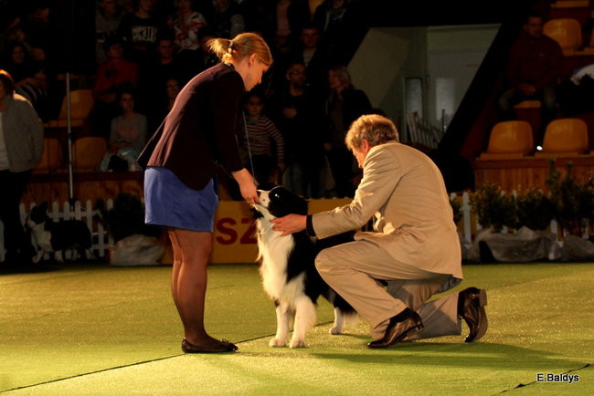 Pies gończy polski championem wystawy w Trapezie (zdjęcia)