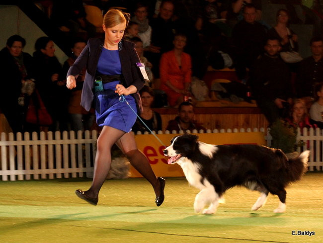 Pies gończy polski championem wystawy w Trapezie (zdjęcia)