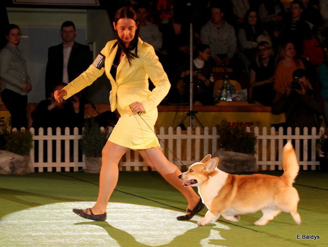 Pies gończy polski championem wystawy w Trapezie (zdjęcia)