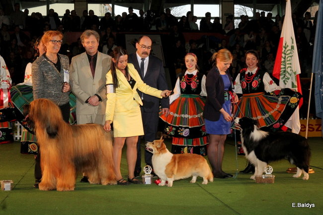 Pies gończy polski championem wystawy w Trapezie (zdjęcia)