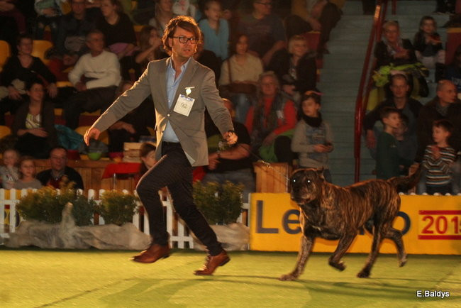 Pies gończy polski championem wystawy w Trapezie (zdjęcia)