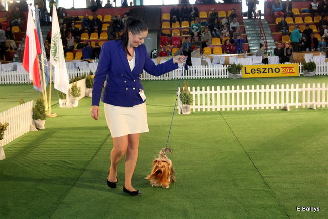 Pies gończy polski championem wystawy w Trapezie (zdjęcia)