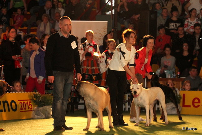 Pies gończy polski championem wystawy w Trapezie (zdjęcia)