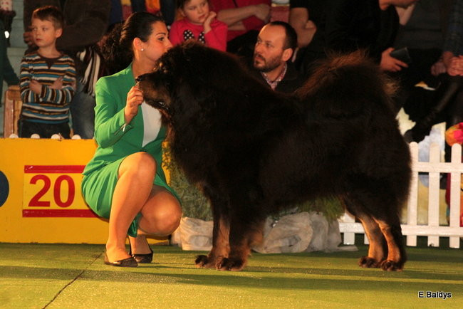 Pies gończy polski championem wystawy w Trapezie (zdjęcia)