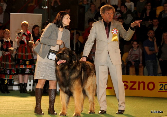 Pies gończy polski championem wystawy w Trapezie (zdjęcia)