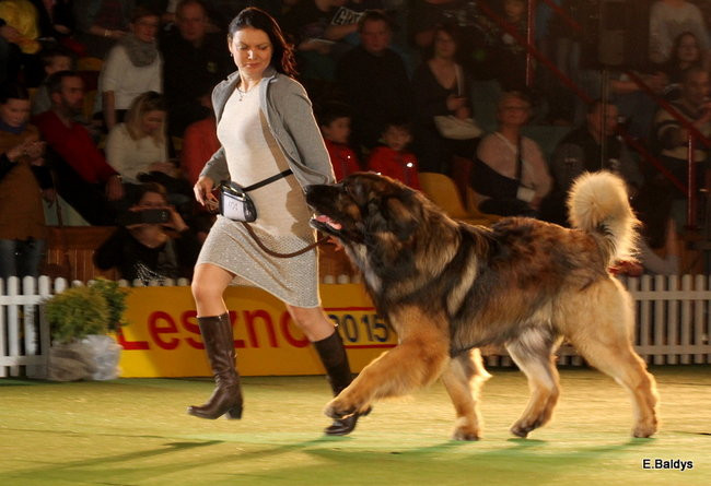 Pies gończy polski championem wystawy w Trapezie (zdjęcia)