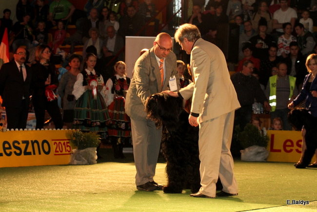 Pies gończy polski championem wystawy w Trapezie (zdjęcia)