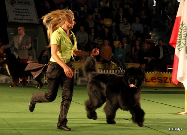 Pies gończy polski championem wystawy w Trapezie (zdjęcia)