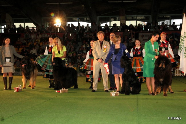 Pies gończy polski championem wystawy w Trapezie (zdjęcia)