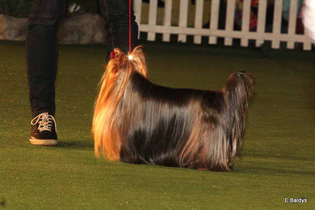 Pies gończy polski championem wystawy w Trapezie (zdjęcia)