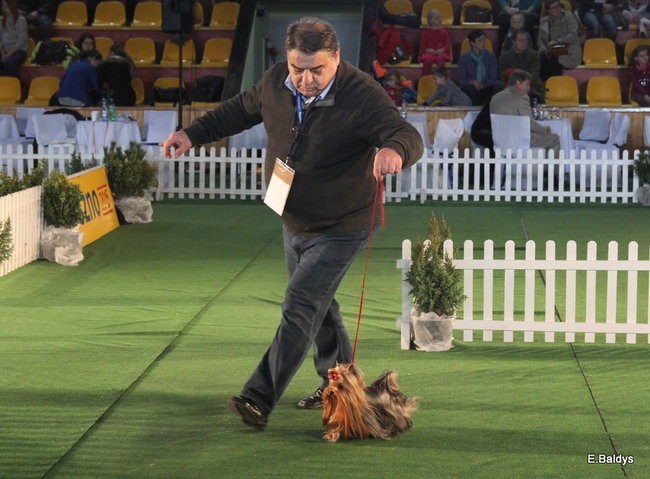 Pies gończy polski championem wystawy w Trapezie (zdjęcia)