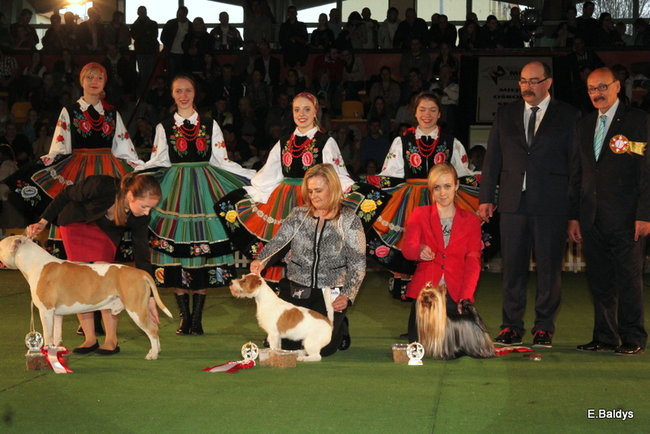 Pies gończy polski championem wystawy w Trapezie (zdjęcia)