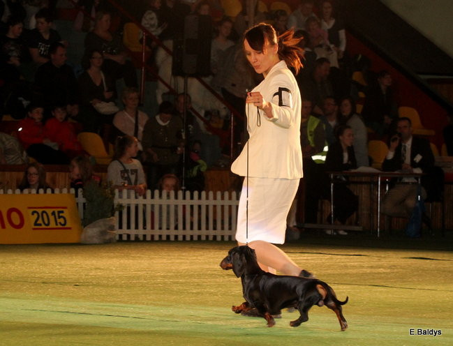 Pies gończy polski championem wystawy w Trapezie (zdjęcia)