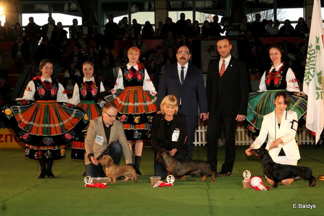 Pies gończy polski championem wystawy w Trapezie (zdjęcia)