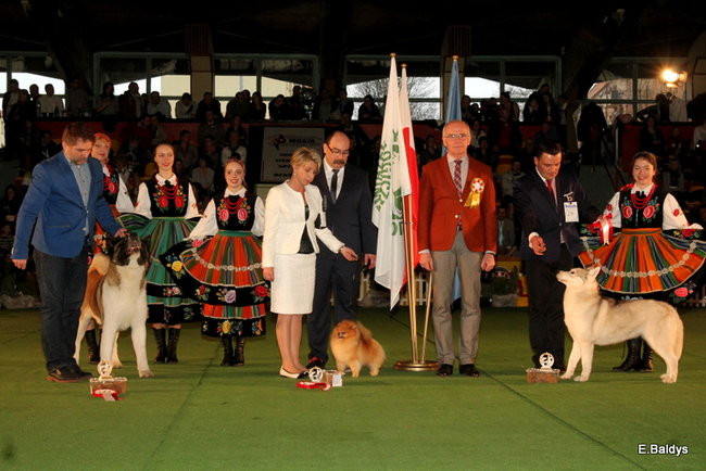 Pies gończy polski championem wystawy w Trapezie (zdjęcia)