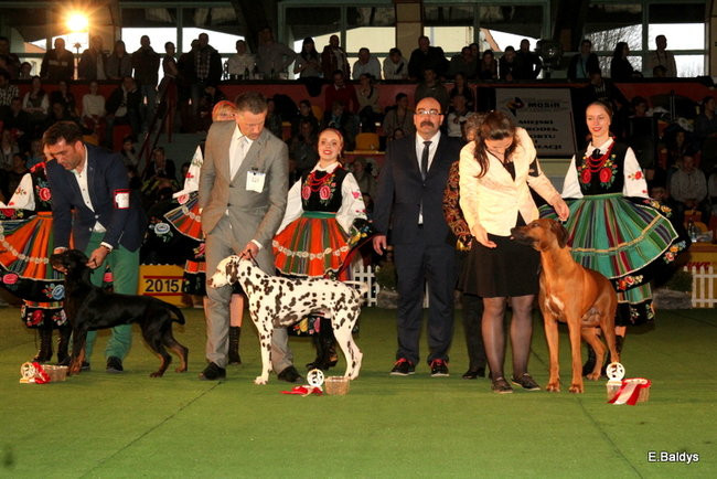 Pies gończy polski championem wystawy w Trapezie (zdjęcia)
