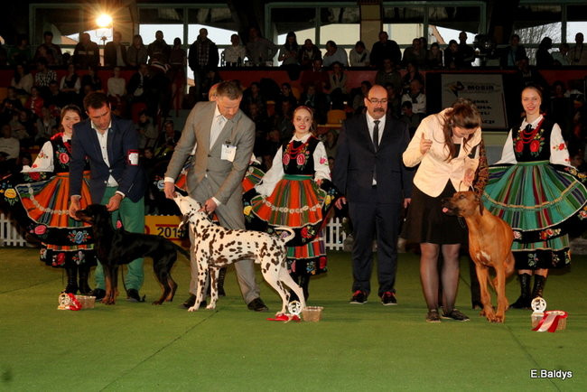 Pies gończy polski championem wystawy w Trapezie (zdjęcia)