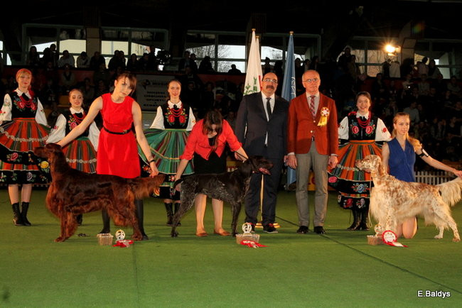 Pies gończy polski championem wystawy w Trapezie (zdjęcia)