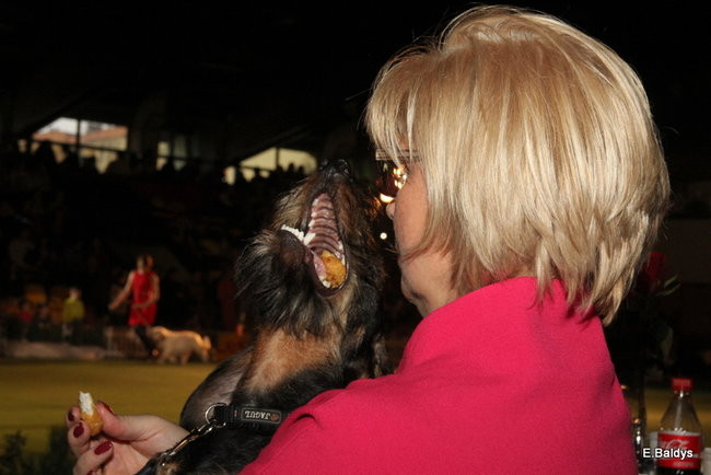 Pies gończy polski championem wystawy w Trapezie (zdjęcia)