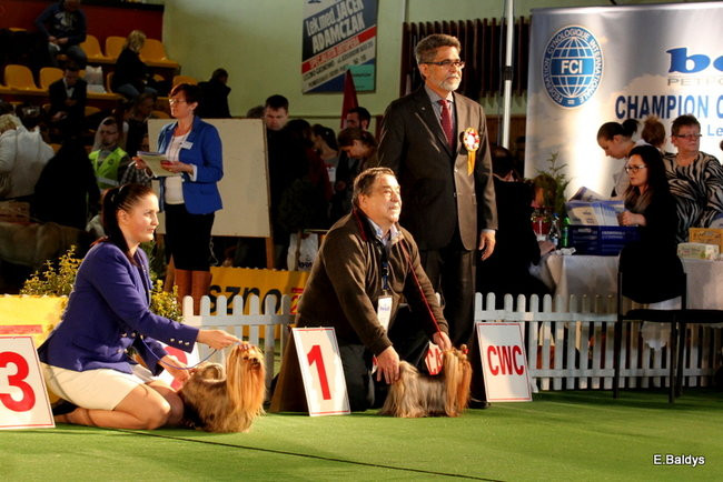 Pies gończy polski championem wystawy w Trapezie (zdjęcia)