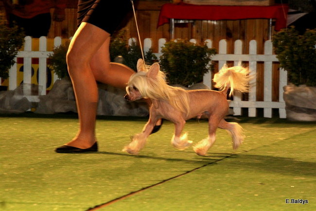 Pies gończy polski championem wystawy w Trapezie (zdjęcia)