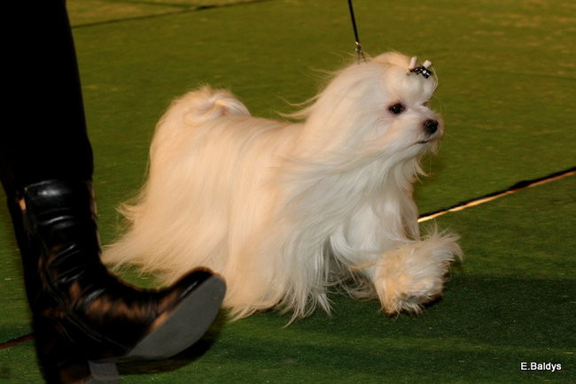 Pies gończy polski championem wystawy w Trapezie (zdjęcia)